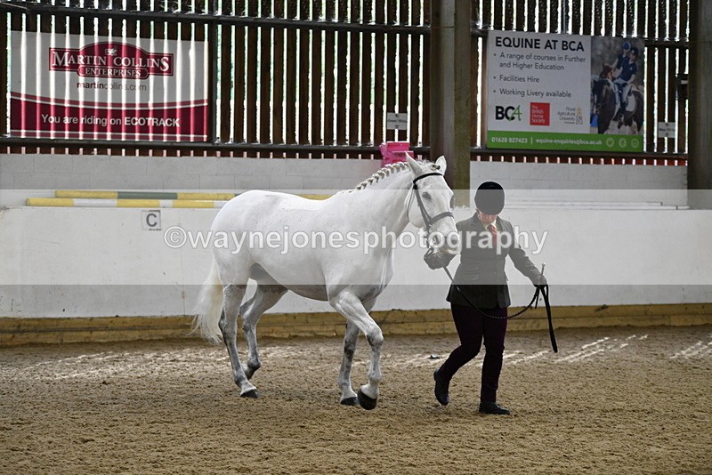 WJ5_4579 - Class 3 Part Bred In hand