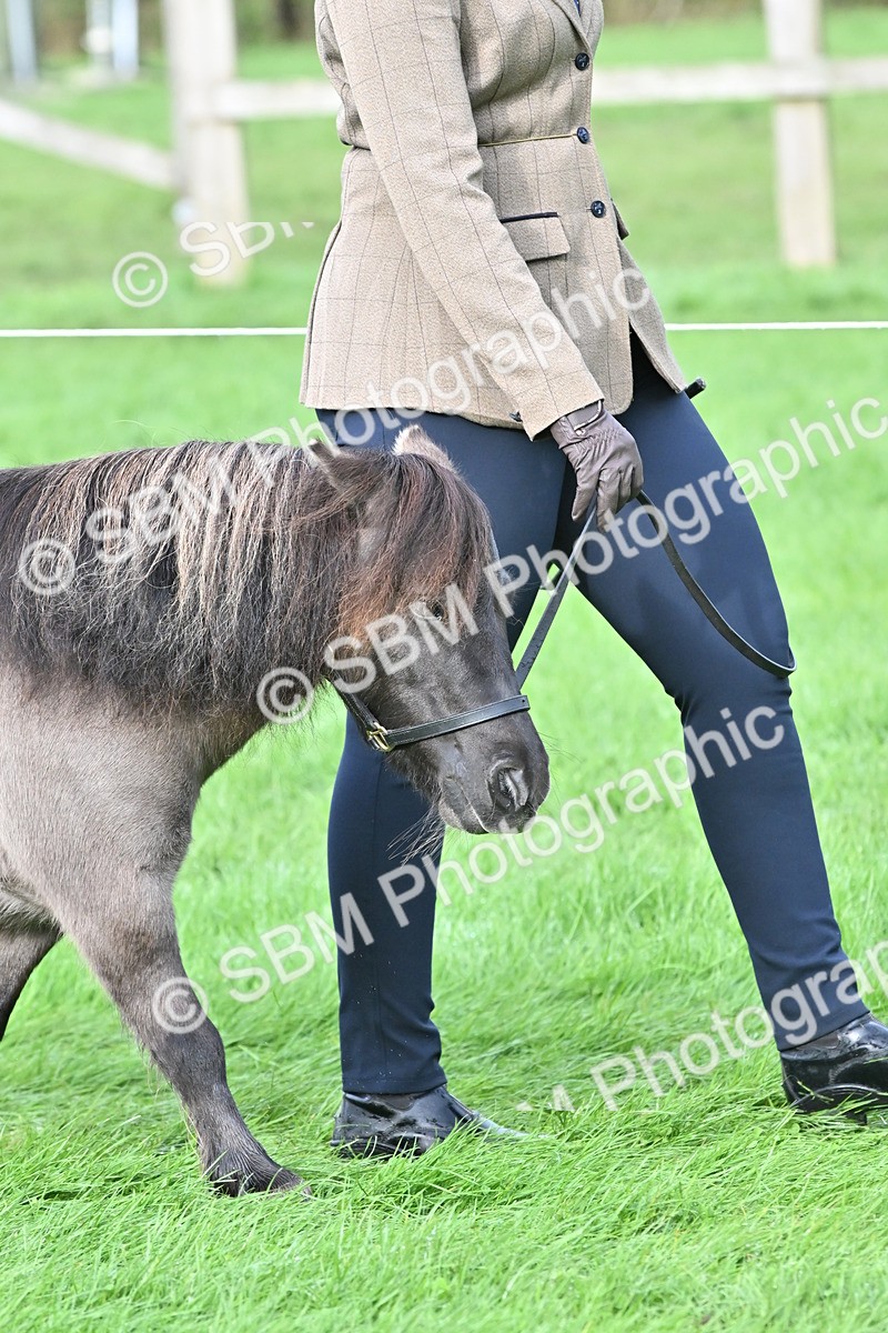 SBM_56851 - S45 - Coloured Pony In Hand