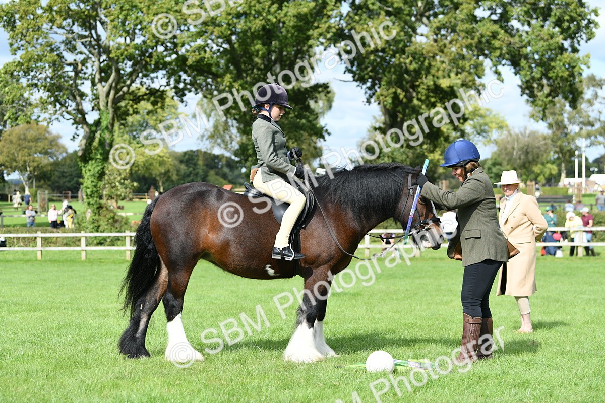 SBM_46919 - S12 - Family Horse & Pony