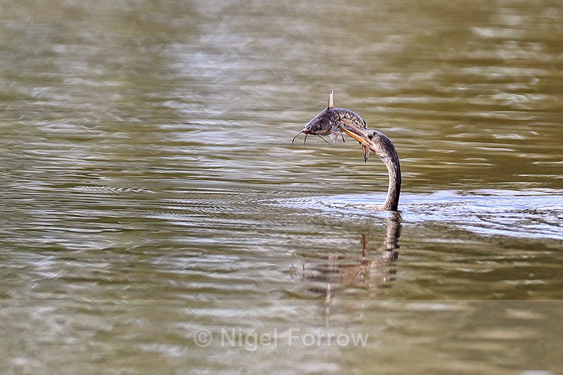 Anhinga with fish, Venice Rookery, Florida - Anhinga