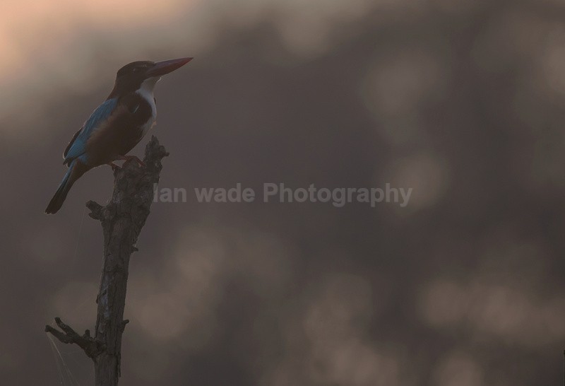  - Indian - People, Culture, Wildlife & landscape