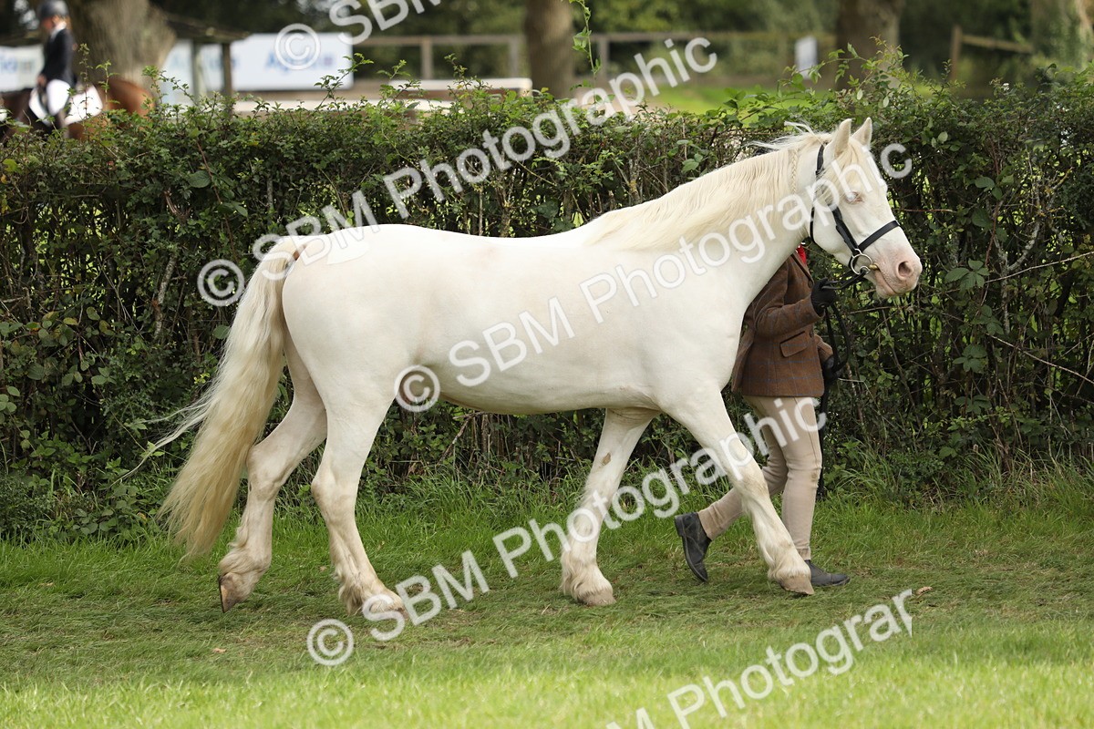 SBM_67673 - S39 - Junior Handler 8  Years & Under