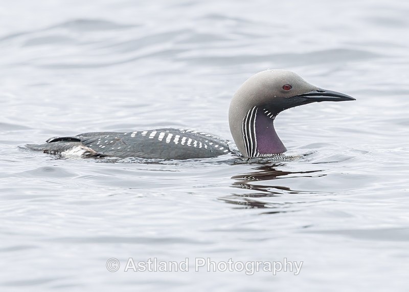 Black-throated Diver - Latest Images