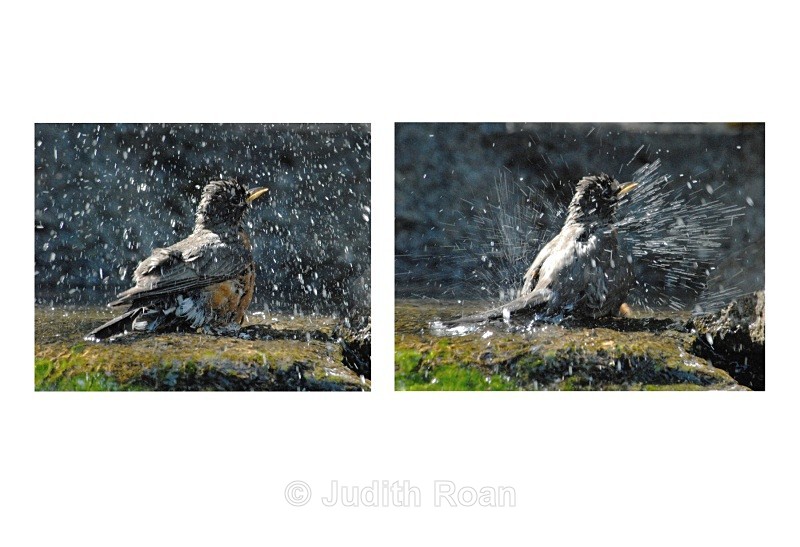 Robin 2 - Backyard Bathing Birds