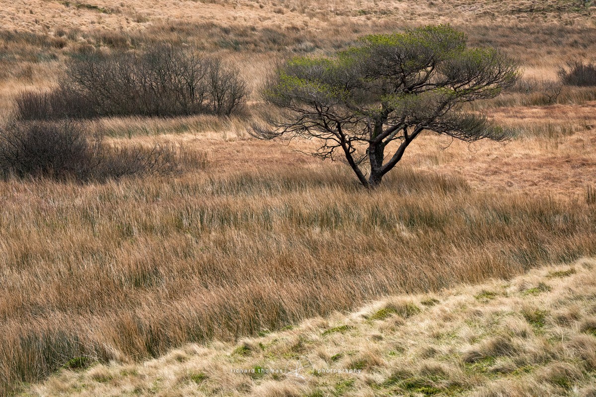 The plains of Snowdonia - One2Tree