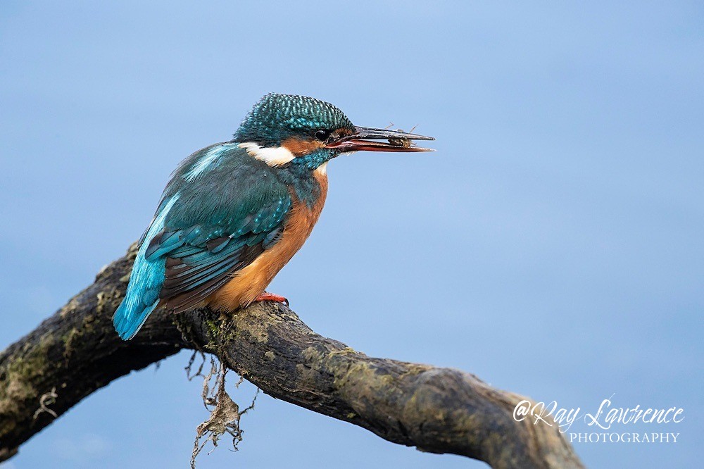 Kingfisher Alcedo Atthis074 - Kingfishers