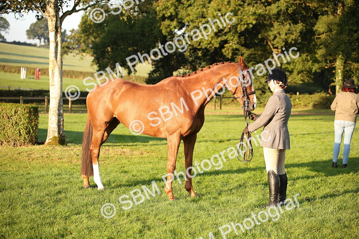 SBM_56868 - S49 - Riding Horse & Hack & Thoroughbred In Hand