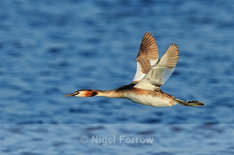 Great Crested Grebe flying low over water, Farmoor Reservoir - Great Crested Grebe