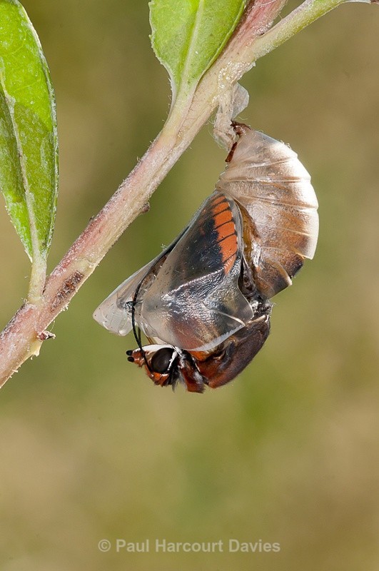  - Bugs: Butterflies