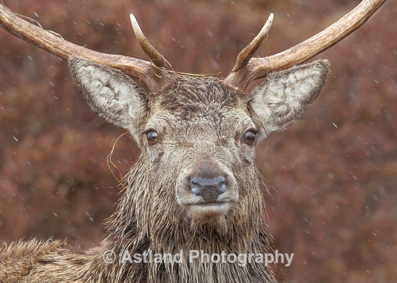 Red Deer - Latest Images