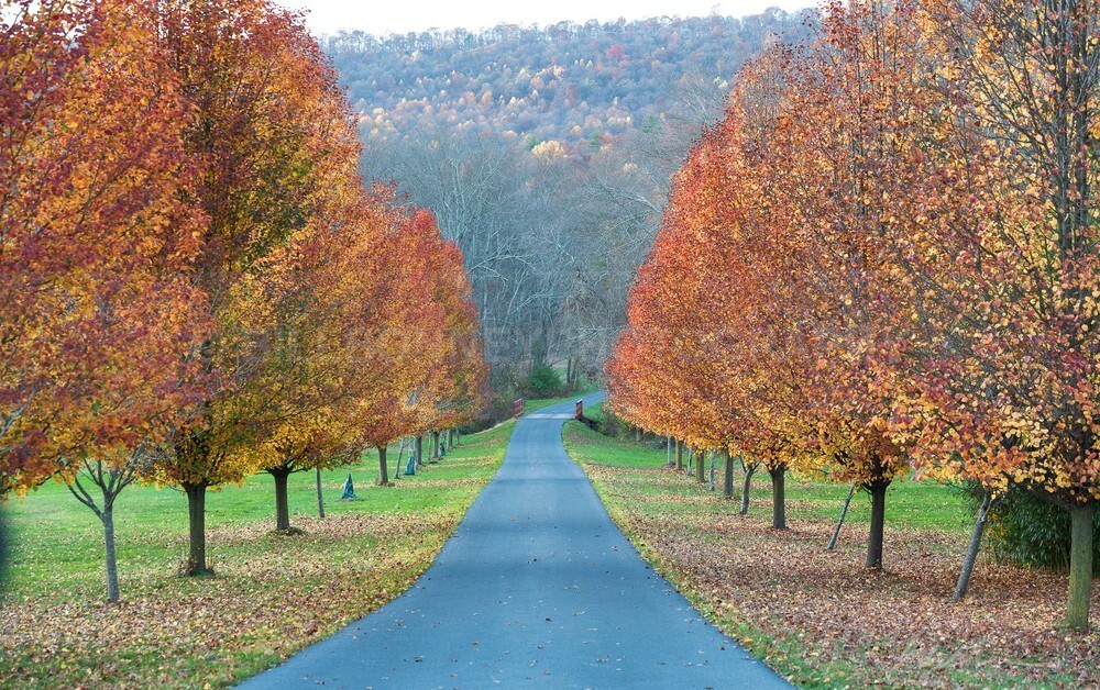DSC_8635 - Trees