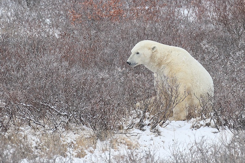 Polar Bear sat in willow near Tundra Buggy Lodge, Churchill, Canada - Polar Bear