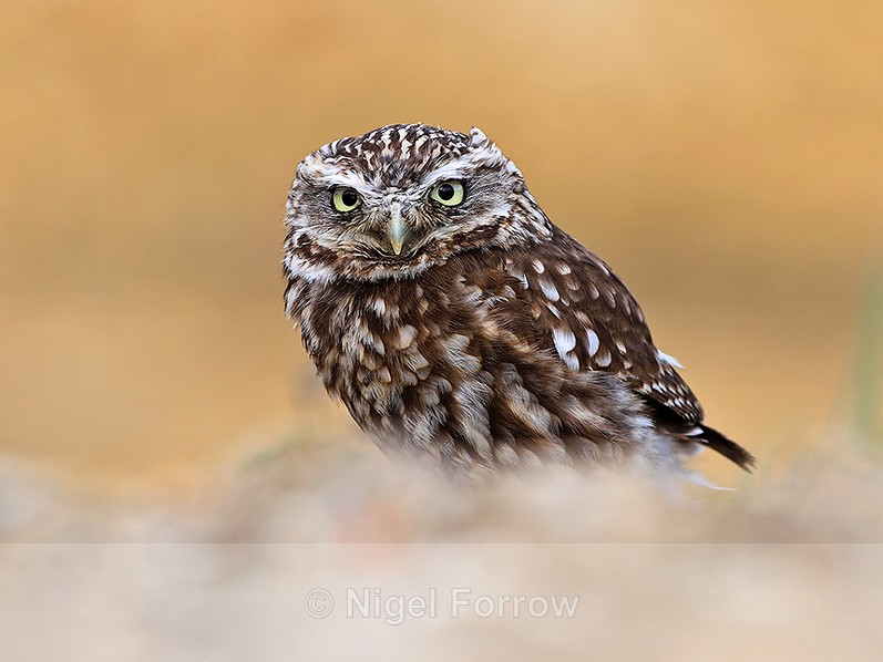 Little Owl standing on the ground - Little Owl