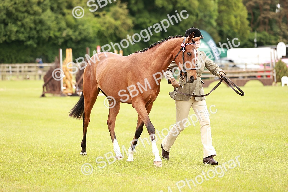 SBM_04778 - Class 35-38 Riding Horse Breeding
