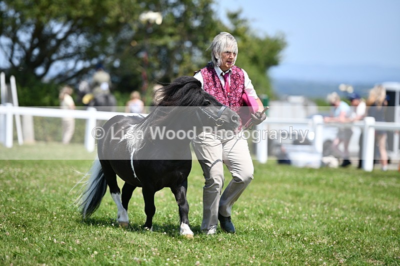 DSC_7725 - Class 64: Coloured Pony 4yrs & over