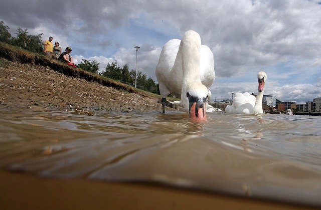 Mute swans in an urban environment feeding near the waters edge_0097 - Birds, swans and gulls