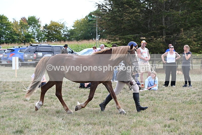 WJ6_6677 - Class 20 In-hand Cob