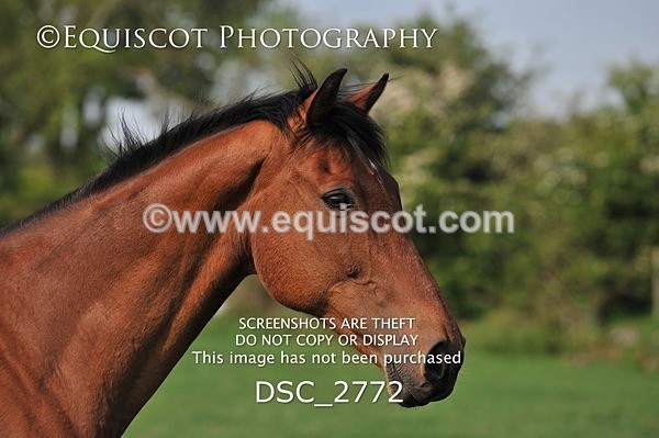 DSC_2772 - ARCHIVE REQUEST - Quincy and Guinness