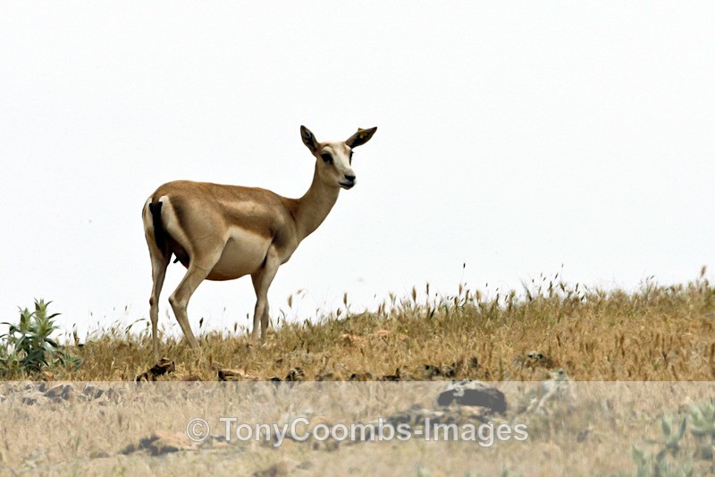 Goitered Gazelle - Turkey