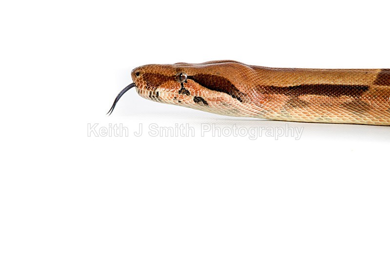 1KJS0180 - Roaming Reptile Show