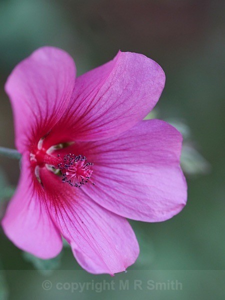 Mallow Side View - NEW GALLERY AS A SOUTH AFRICAN RESIDENT