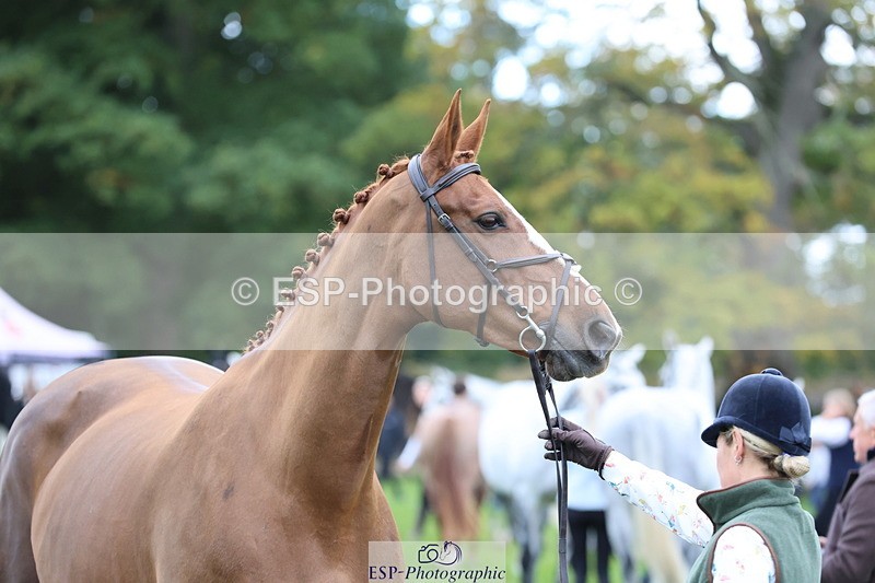 251026A-112437-25422 - G-556-Abi.Jacobs