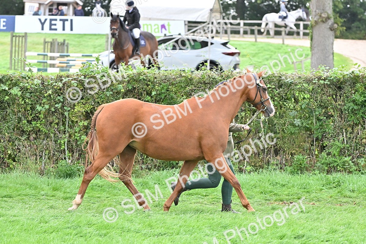SBM_57562 - S46 - Part Bred Arab & Native Pony In Hand