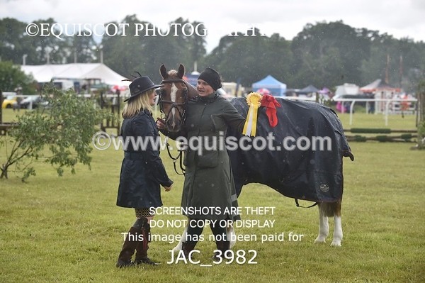 JAC_3982 - 55cm WORKING HUNTER