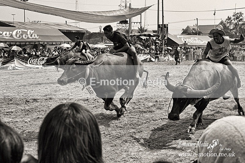 buffolo race 026BW - B & W photography