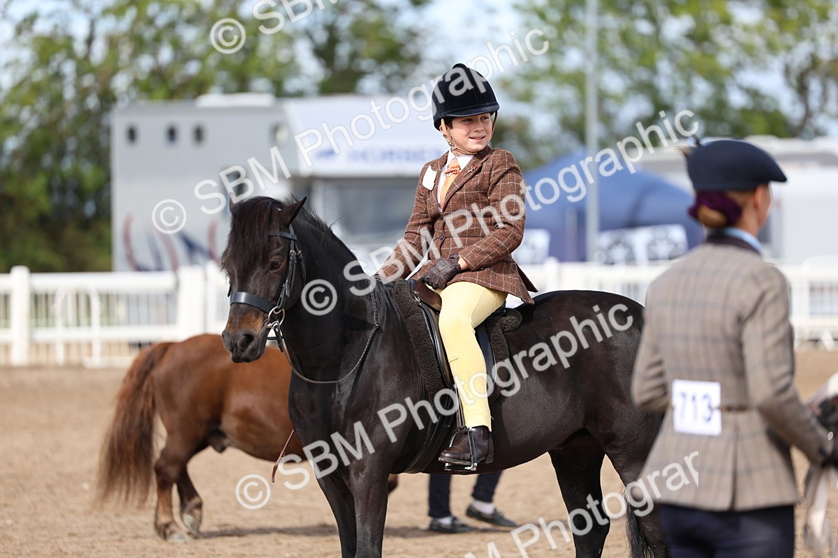 SBM_01917 - Class 18 - Handsomest Gelding - IH or Ridden