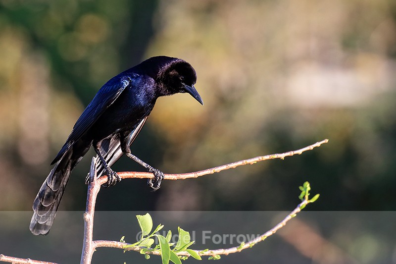 Boat-tailed Grackle (male), Wakodahatchee Wetlands, Florida - Boat-tailed Grackle