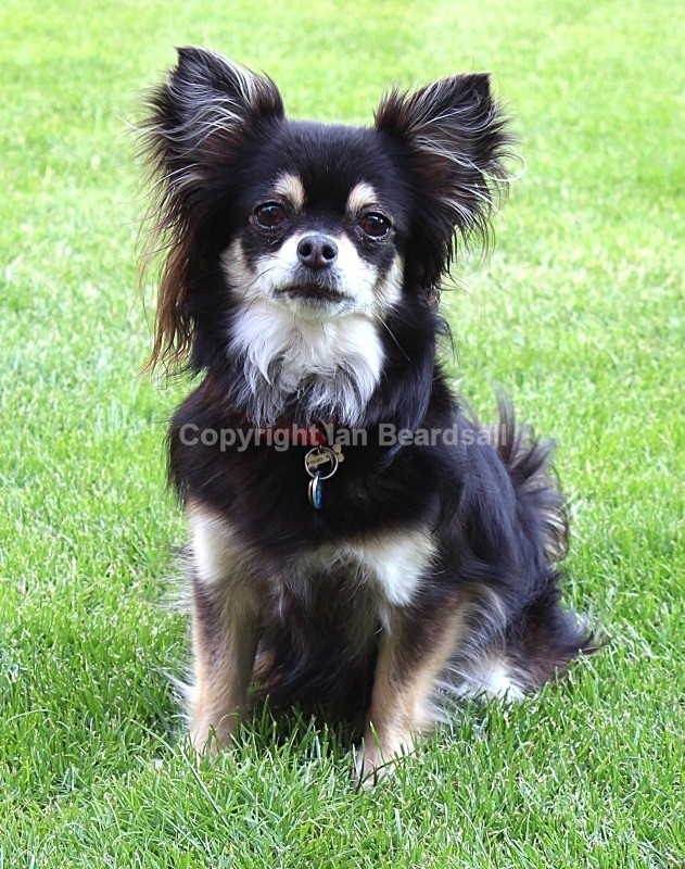 Chihuahua 2 - Pooch Pictures