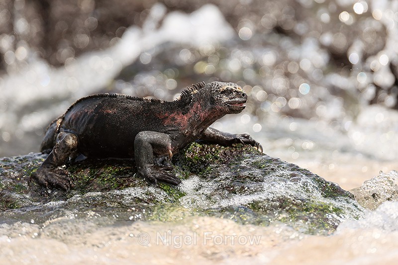 Marine Iguana on sea shore, Espanola, Galapagos - REPTILES & AMPHIBIANS