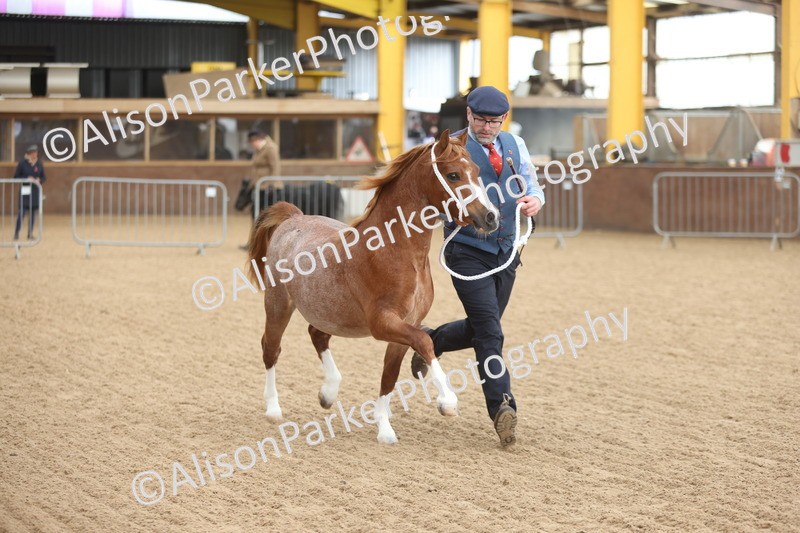 20251109-0510 - Class 18 - Yearling, Colt, Filly or Gelding