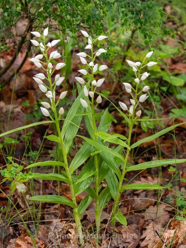  - Wild Orchids - 2