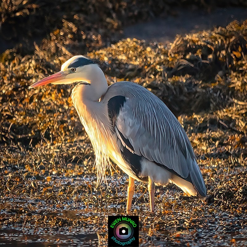 BBH-09-Waiting - Heron