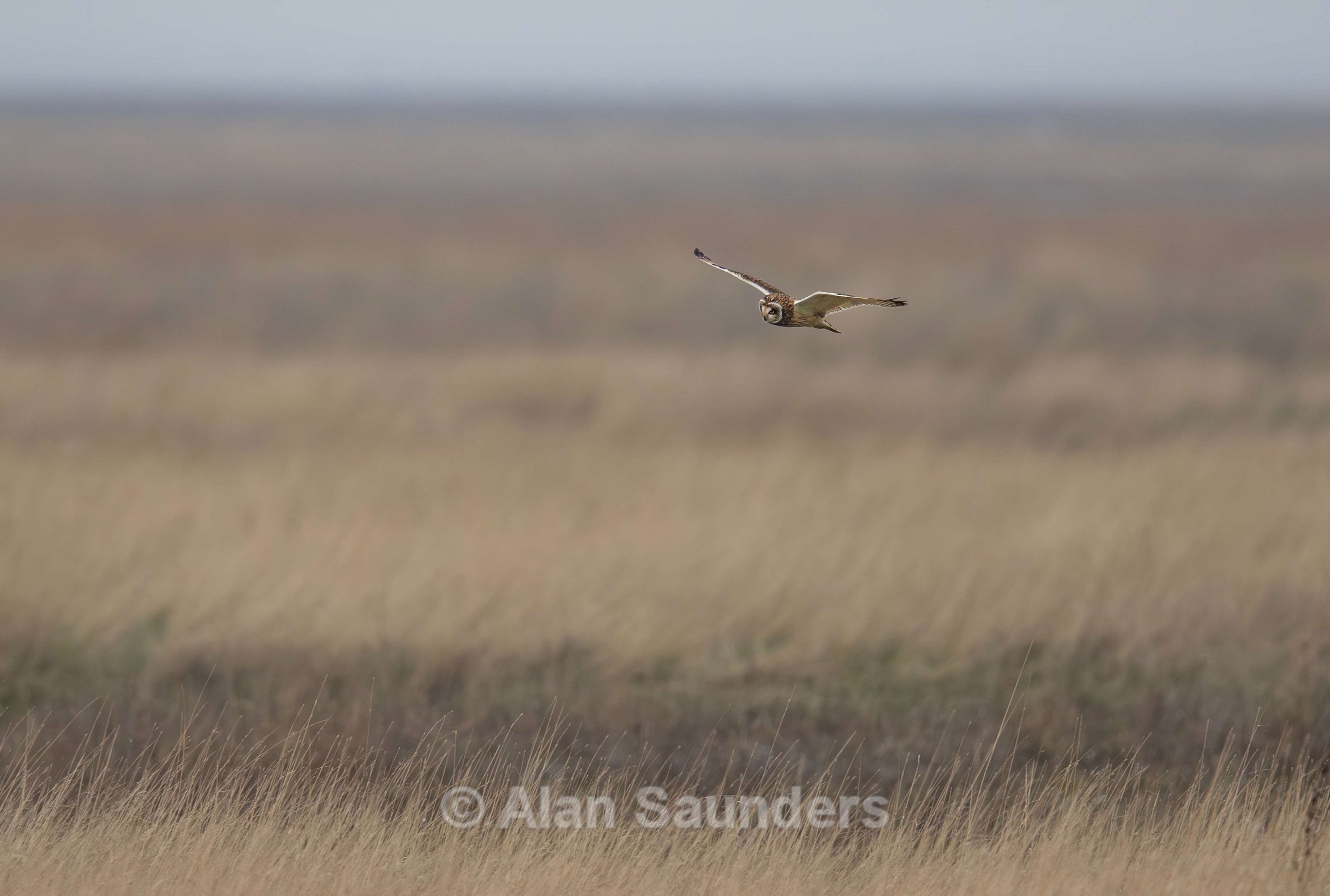 Short Eared Owl