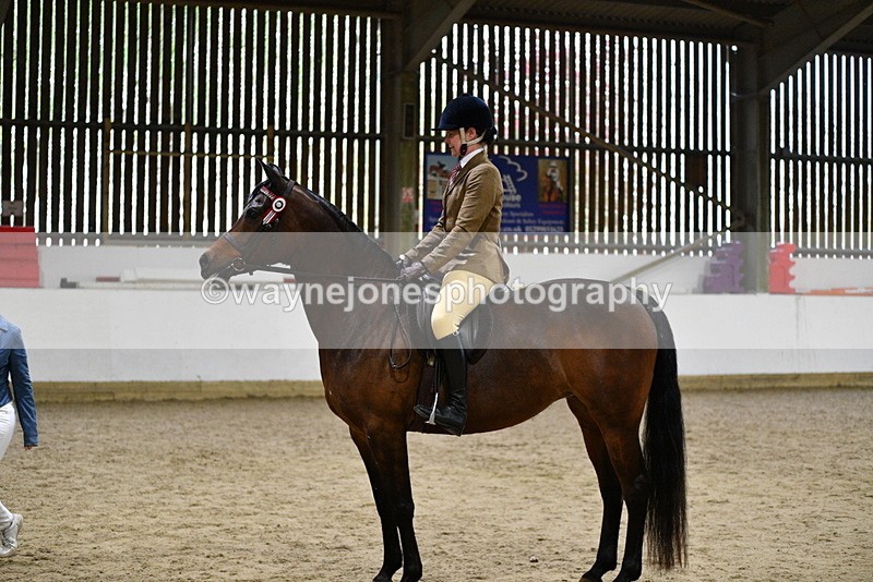 WJ5_8897 - Class 15 Ridden Show Horse