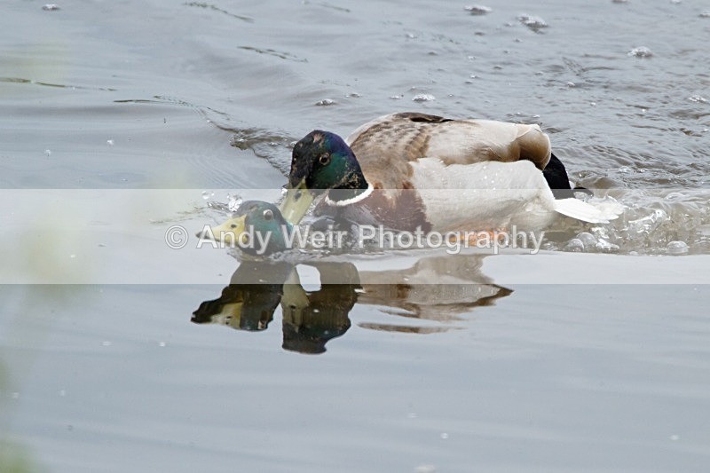 20120520-_MG_0054 - Mallard
