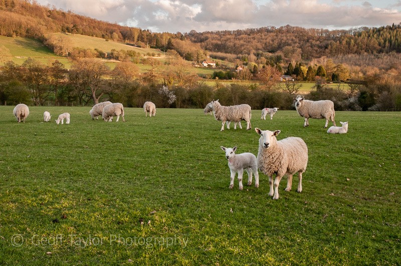 Rushbury sheep and Roman Bank - Wenlock Edge
