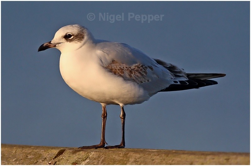 1st-yr Med Gull ( 3 ) - Gulls