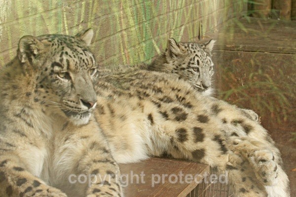 Snow Leopards - Kush and Hara - Snow Leopards