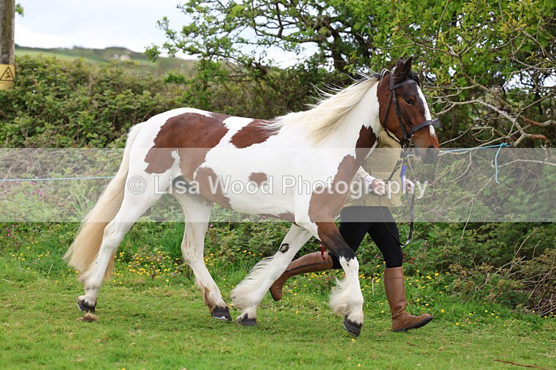3E7A0785 - In Hand Championship