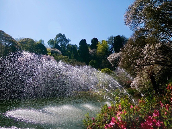 Cheerio Gardens Sept 2022 - NEW GALLERY AS A SOUTH AFRICAN RESIDENT