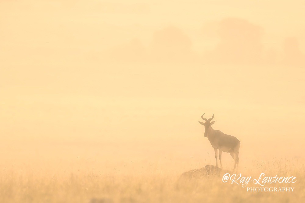 Coke's Hartebeast_RLP111670A - Colour Fine Art Wildlife