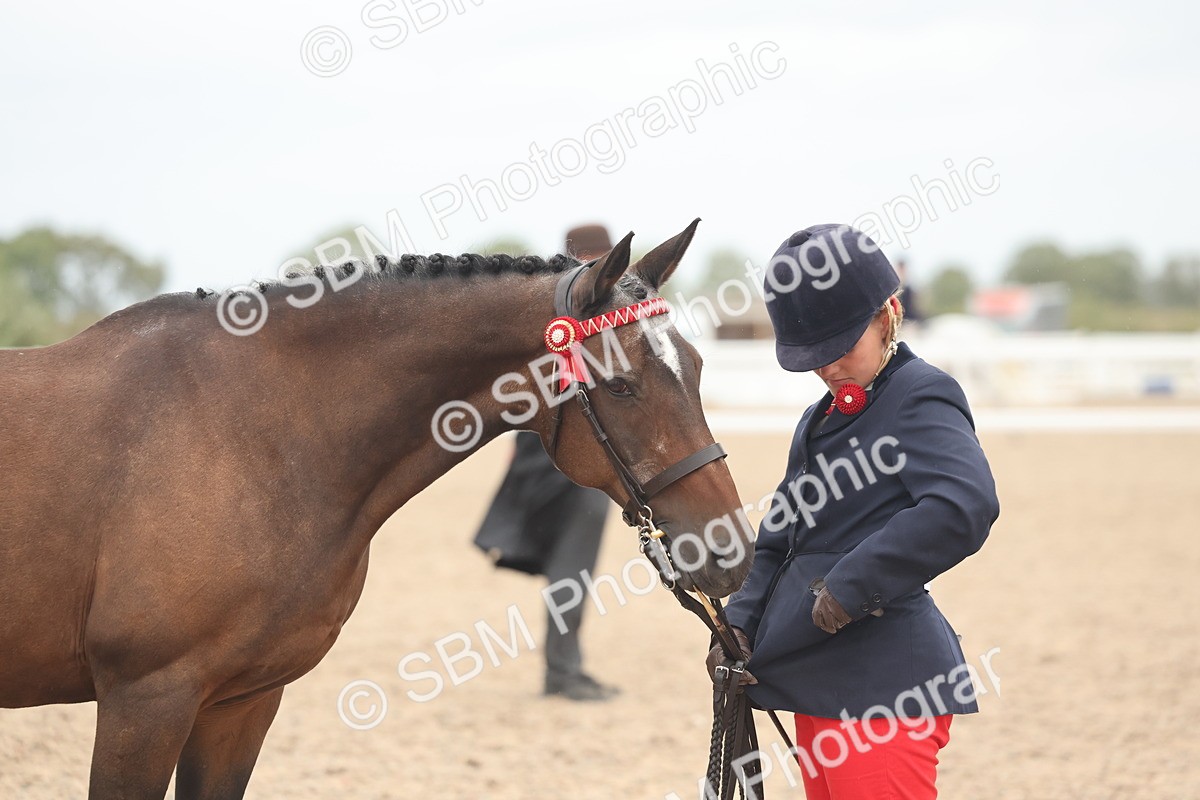 SBM_19339 - Class 317 - IH Pure Bred Horse-Pony