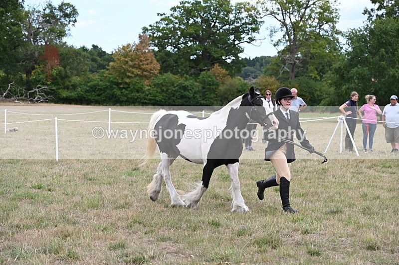 WJ6_5713 - Class 18 In-hand Coloured