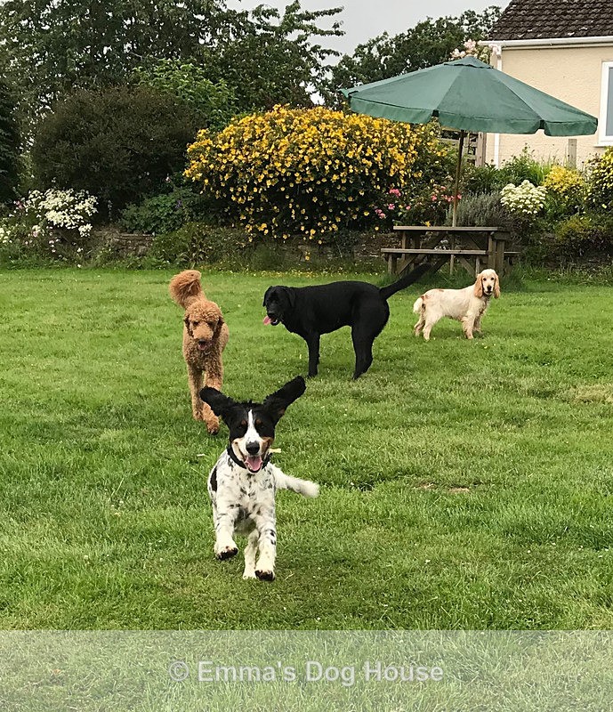  - Dogs