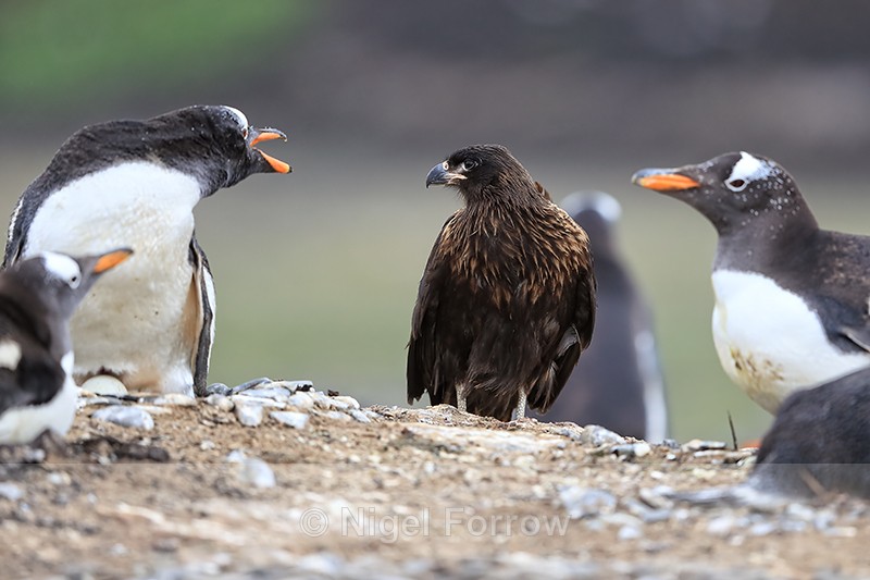 Striated Caracara enters Gentoo colony looking for eggs, Falklands - Striated Caracara