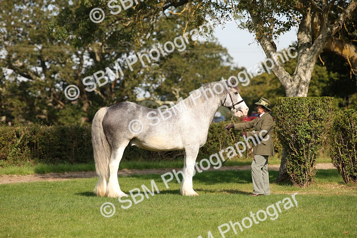 SBM_62184 - S55 - Traditional Cob In Hand